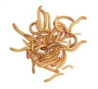 The Mealworm Company LIVEFOODS DIRECT MIX1KG Live MIXER Mealworms 1kg Variety of Sizes