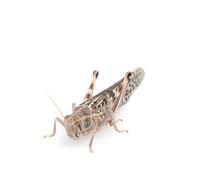 The Mealworm Company LIVEFOODS DIRECT MLA1TUB Locusts Adult - MAXIPACK of 12 Size 6 45-60mm Locusts Adult MaxiPac