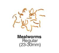 The Mealworm Company LIVEFOODS DIRECT Regular Mealworms - 1 Tub of 25-30mm Live Mealworms For Garden birds