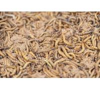 The Mealworm Company LIVEFOODS DIRECT S1KG Morios 1kg SuperGiant Mealworms 40-50mm ZOPHOBAS MORIOS. NEXT DAY DELIVERY BEFORE 12 NOON.