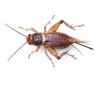 The Mealworm Company LIVEFOODS DIRECT - SCS1TUB Silent Crickets Small Prepack of 225-250 Size 2 4-6mm