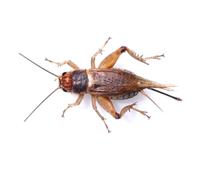 The Mealworm Company LIVEFOODS DIRECT Silent Crickets Medium - Prepack