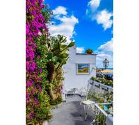 The Mediterranean Style Border Selection Established In Large 3 Litre Pots By Direct Plants Pack Of 24