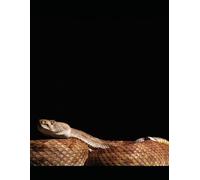 The Menacing Anaconda