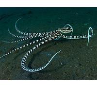The Mimic Octopus