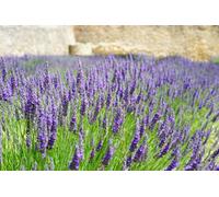 The Mixed Lavender Selection Established In Large 2/3 Litre Pots By Direct Plants Pack Of 18