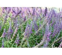 The Mixed Salvia Selection Established In Large 2/3 Litre Pots By Direct Plants Pack Of 6