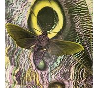 The Mothmen - Pay Attention! [VINYL]