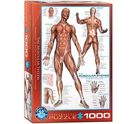 Eg60002015 - Eurographics Puzzle 1000 Pc - the Muscular System