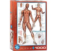 The Muscular System 1000-Piece Puzzle