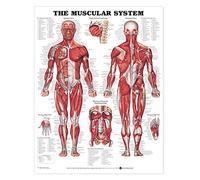 The Muscular System Giant Chart