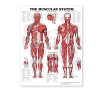 The Muscular System Giant Chart Pstr Edition by Anatomical Chart Company published by Lippincott Williams & Wilkins (2006)