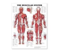 The Muscular System Giant Chart Pstr Edition by Anatomical Chart Company published by Lippincott Williams & Wilkins (2006)