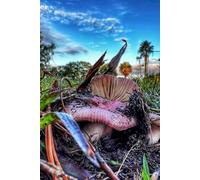 The Mushroom Oracle: connecting inner growth with the unseen mycelium web