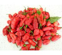 The Naga (Dorset Variety) Chilli Seeds - 10 Fresh Seeds