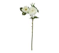 The Natural Garden Collection White Charity Rose