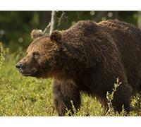 The Navajo Emergence Myth