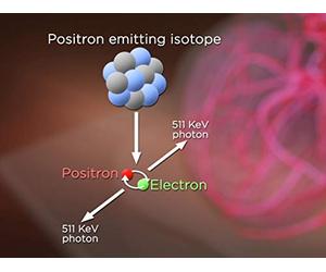 The Neural Basis of Working Memory