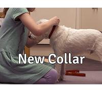 The New Collar