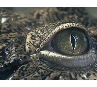 The Non-Dinosaurs in the Age of Dinosaurs