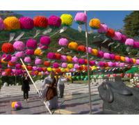 The Noodle and Dumpling Chronicles