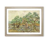 The Olive Orchard By Vincent Van Gogh Classic Painting Framed Print | A2 Oak Framed Wall Art | Ready to Hang | Classic Historical Picture | Living Room Bedroom Lounge Office