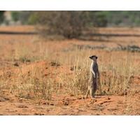 The Outcast