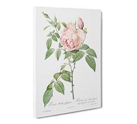 The Pale Pink Roses By Pierre Joseph Redoute Canvas Print | Gallery Wrapped 30mm Frame Wall Art | 20x14 inches | Ready to Hang | Retro Floral Picture | Living Room Bedroom Lounge Office