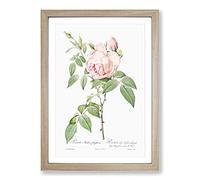 The Pale Pink Roses by Pierre-Joseph Redoute Framed Print | A2 Oak Framed Wall Art | Ready to Hang | Modern Nature Picture | Living Room Bedroom Lounge Office
