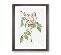 The Pale Pink Roses By Pierre Joseph Redoute Vintage Framed Print | A2 Walnut Framed Wall Art | Ready to Hang | Classic Nature Picture | Living Room Bedroom Lounge Office
