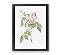 The Pale Pink Roses By Pierre Joseph Redoute Vintage Framed Wall Art Print, Ready to Hang Picture for Living Room Bedroom Home Office Décor, Black A2 (64 x 46 cm)
