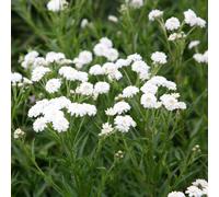 The Pearl Yarrow Sneezewort Perennials Flowering Plants Achillea Ptarmica 2L Pot Plant Theory Green One Size