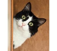 The Peekaboo Cat Notebook: for lovers of all things feline. Glossy Cover. 100 lined pages. 7.5" x 9.25"