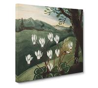 The Persian Cyclamen by Robert John Thornton Canvas Print | Gallery Wrapped 30mm Frame Wall Art | 20x20 inches | Ready to Hang | Retro Picture | Living Room Bedroom Lounge Office