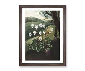 The Persian Cyclamen By Robert John Thornton Vintage Framed Wall Art Print, Ready to Hang Picture for Living Room Bedroom Home Office Décor, Walnut A3 (34 x 46 cm)