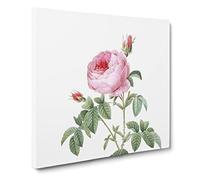 The Pink Cabbage Rose by Pierre Joseph Redoute Canvas Print | Gallery Wrapped 30mm Frame Wall Art | 14x14 inches | Ready to Hang | Retro Floral Picture | Living Room Bedroom Lounge Office