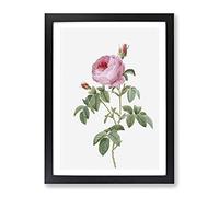 The Pink Cabbage Rose By Pierre Joseph Redoute Vintage Framed Print | A3 Black Framed Wall Art | Ready to Hang | Classic Floral Picture | Living Room Bedroom Lounge Office