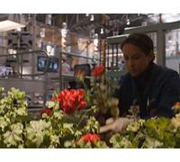 The Pinocchio in the Planter