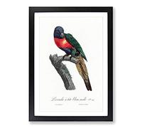 The Plum-Headed Parakeet by F. Levaillant Framed Print | A2 Black Framed Wall Art | Ready to Hang | Modern Nature Picture | Living Room Bedroom Lounge Office
