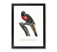 The Plum Headed Parakeet By F. Levaillant Vintage Framed Print | A2 Black Framed Wall Art | Ready to Hang | Classic Nature Picture | Living Room Bedroom Lounge Office