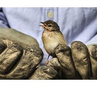 The Politics of Nature - Environmentalism