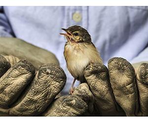 The Politics of Nature - Environmentalism