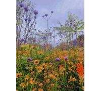 The Prairie Style Border Selection Established In Large 3 Litre Pots By Direct Plants Pack Of 6