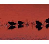 The Predators of the River Tiber