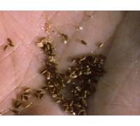 The Private Life of Plants - Episode 1