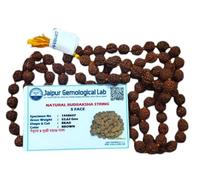 The Purity and Naturally Certified 5 Mukhi Rudraksha Mala 108 Beads with Certified Certificate | Brown |