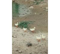 The Quacks: A 250-page lined journal