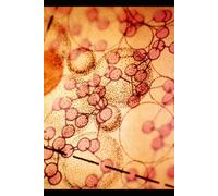 The Quantum Leap:: The Ultimate Handbook for Self-Healing and Reality Transformation