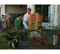 The Rainforest Nisei: Japanese Immigrants in the Amazon