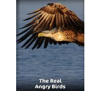 The Real Angry Birds
